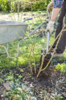 Shrub rose maintenance. Man adding well rotted garden compost as a mulch around base of established shrub rose after weeding and pruning. March