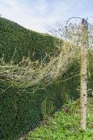 The stems of a rambler rose trained in spirals around ropes suspended from wooden poles  to form decorative swags in front of yew hedge. Winter