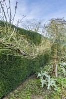 The stems of a rambler rose trained in spirals around ropes suspended from wooden poles  to form decorative swags in front of a yew hedge. Winter