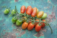 Tomato 'Santonio' F1 Hybrid - Solanum lycopersicum