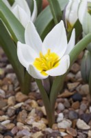 Tulipa polychroma - Simple Elegance - March