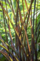 Pennisetum purpureum 'Vertigo'