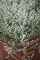 Helichrysum microphyllum syn. Plecostachys serpyllifolia - Dwarf curry plant - growing in a terracotta pot