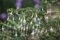 Fuchsia magellanica 'Hawkshead'