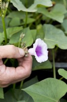 Pinching off flowers on sweet potato plants
