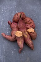 Sweet Potato 'Beauregard' on a stone background
