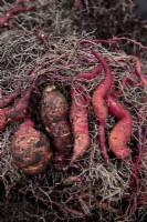 Harvested Sweet Potato 'Burgundy'
