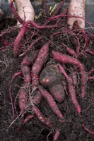 Harvesting Sweet Potato 'Carolina Ruby'
