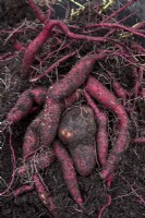 Harvested Sweet Potato 'Carolina Ruby'
