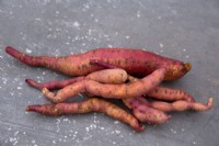 Sweet Potato 'Evangeline' on stone background
