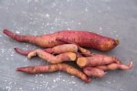Sweet Potato 'Evangeline' on stone background
