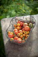 Basket of harvested tomatoes - Tomato 'Stupicke Polni Rane', Tomato 'Cocktail Crush', Tomato 'Consuelo', Tomato 'Sungold' F1, Tomato 'Chocolate Cherry' and Tomato 'Noire de Crimee'