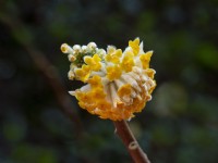 Edgeworthia chrysantha - paperbush  February Norfolk