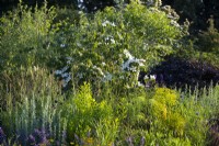 RHS Garden For A Green Future. Designed by Jamie Butterworth.  Mixed border with Cornus mas, Allium 'Red Mohican; Fagus sylvatica 'Atropurpurea'. RHS Hampton Court Palace Garden Festival Show, July 2021.