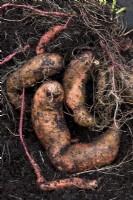 Harvested Sweet Potato 'Beauregard Improved'
