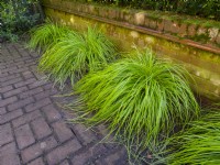 Potted Carex Eversheen  against a garden wall early November
