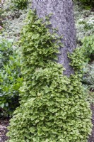 Hydrangea petiolaris 'Miranda'