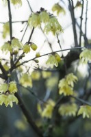 Chimonanthus praecox 'Luteus' - yellow Wintersweet: January, Winter.