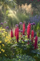 Lupinus 'The Pages' , Euryops pectinatus,  and Allium giganteum in early summer flowerbed