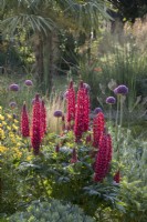 Lupinus 'The Pages'   and Allium giganteum in early summer flowerbed