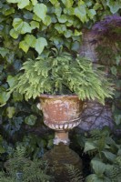 Adiantum pedatum - Maidenhair fern in old terracotta urn