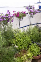 Herbs and petunias growing in containers on deck of houseboat