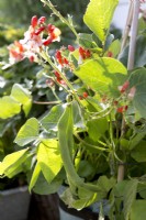 Runner beans in container on deck of houseboat
