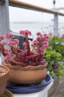 Sempervivums in terracotta pots on deck on houseboat