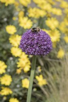Bumble bee feeding on Allium giganteum