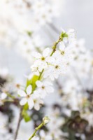 Prunus spinosa - Blackthorn blossom