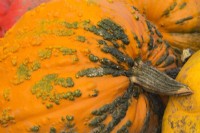 Cucurbita pepo 'Warty Goblin' - Hybrid Pumpkin in autumn - September