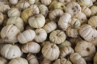 White Cucurbita 'Baby Boo' - Pumpkins in autumn - September
