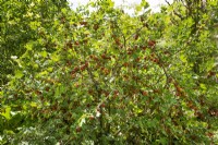 Ribes uva-crispa var. sativum, Gooseberry bush with ripe fruit, summer Juy