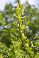 Poncirus trifoliata, summer July 