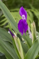 Roscoea humeana purple-flowered