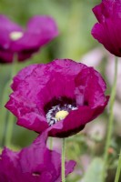 Papaver somniferum, Opium Poppy in summer garden