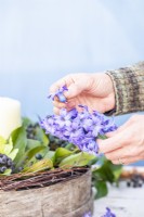 Woman picking Hyacinth flowers from their stem