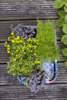 Msaking an Alpine Container with Thyme 'Doone Valley', Thyme 'Faustini', Thyme 'Peter Davis', Bacopa Mecardonia 'Early Yellow', Sagina aurea
