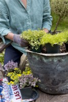 Making an Alpine Container, placing the plants
Thyme 'Doone Valley', Thyme 'Faustini', Thyme 'Peter Davis', Bacopa Mecardonia 'Early Yellow', Sagina aurea
