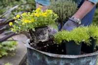 Making an Alpine Container, planting
Thyme 'Doone Valley', Thyme 'Faustini', Thyme 'Peter Davis', Bacopa Mecardonia 'Early Yellow', Sagina aurea
