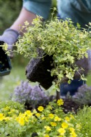 Making an Alpine Container, planting
Thyme 'Doone Valley', Thyme 'Faustini', Thyme 'Peter Davis', Bacopa Mecardonia 'Early Yellow', Sagina aurea
