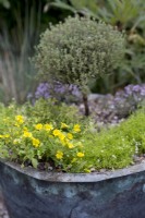 Alpine Container with Thyme 'Doone Valley', Thyme 'Faustini', Thyme 'Peter Davis', Bacopa Mecardonia 'Early Yellow', Sagina aurea
