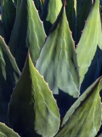 Agave titanota spiny leaves 