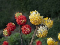 Edgeworthia chrysantha - paperbush  and Edgeworthia chrysantha 'Red Dragon' early March Norfolk