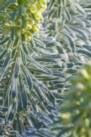 Euphorbia characias 'Glacier Blue' variegated leaves in Spring - March