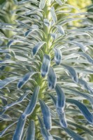 Euphorbia characias 'Glacier Blue' variegated leaves in Spring - March