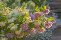 Double Helleborus x hybridus 'Sparkling Diamond' and 'Harvington Double Pink' flowering in Spring - March