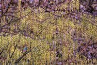 Stachyurus praecox flowering in Spring - March