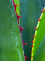Agave titanota spiny leaves 