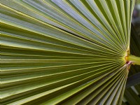  Chamaerops humilis - Dwarf Fan Palm leaf detail Mid March Norfolk
